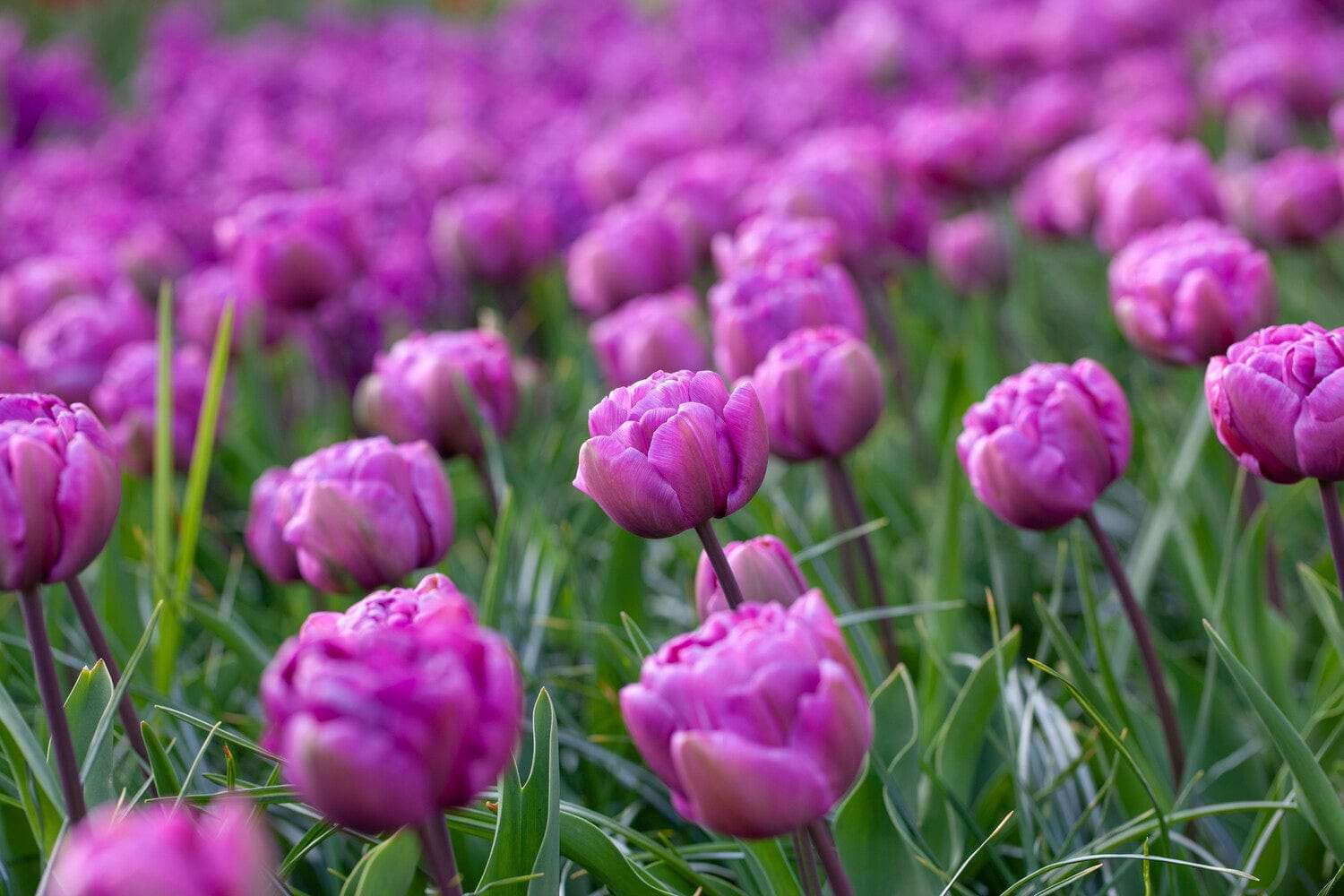Tulppaani 'Blue Diamond'